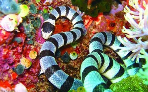 10 loài rắn độc nhất hành tinh - 5