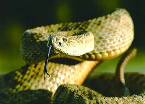 10 loài rắn độc nhất hành tinh - 6