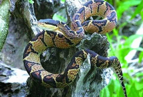 10 loài rắn độc nhất hành tinh - 7