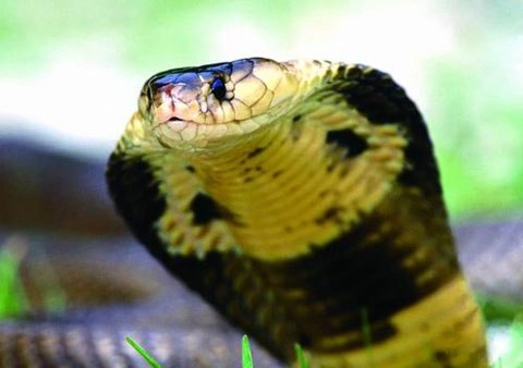 10 loài rắn độc nhất hành tinh - 9