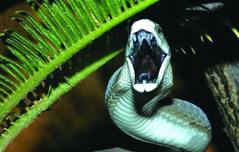 10 loài rắn độc nhất hành tinh - 10