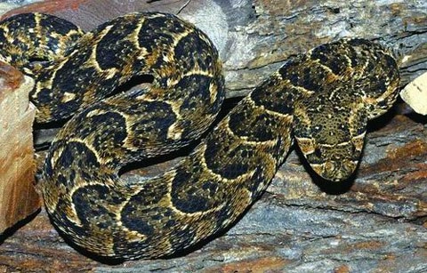 10 loài rắn độc nhất hành tinh - 2