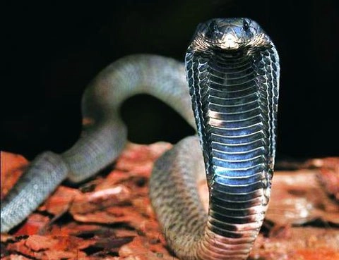 10 loài rắn độc nhất hành tinh - 3