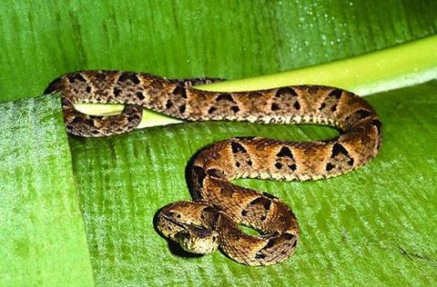 10 loài rắn độc nhất hành tinh - 4