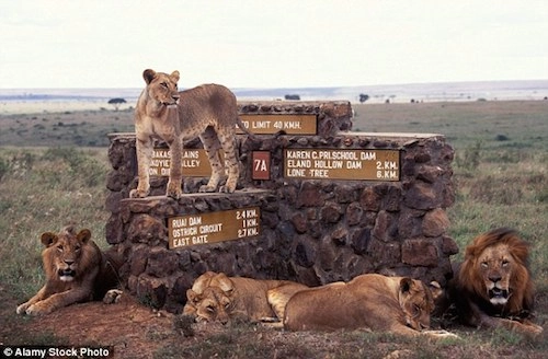 6 con sư tử trốn khỏi vườn quốc gia nairobi ở kenya - 1