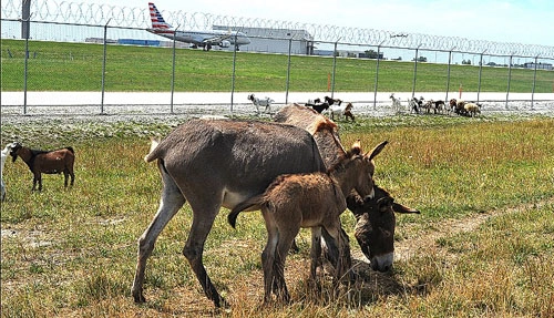 7 động vật được thuê làm nhân viên sân bay - 3