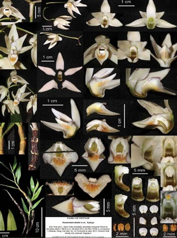 8 loài lan mới của việt nam - 2