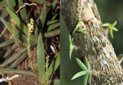 8 loài lan mới của việt nam - 4
