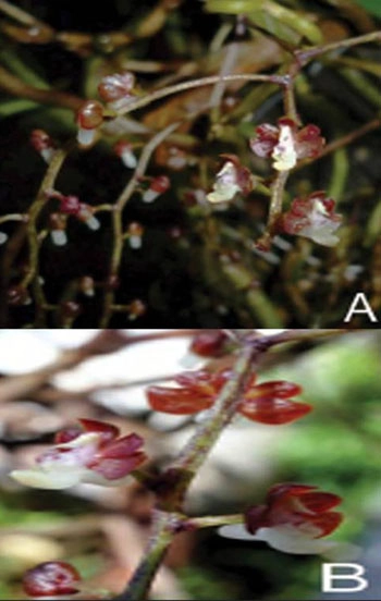 8 loài lan mới của việt nam - 5