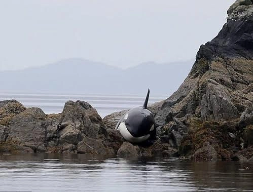 9 giờ giải cứu cá voi sát thủ mắc cạn trên bãi đá - 1