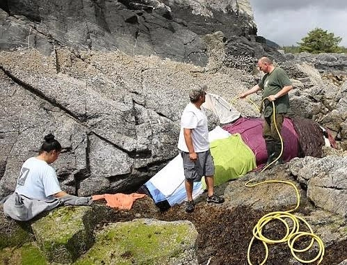 9 giờ giải cứu cá voi sát thủ mắc cạn trên bãi đá - 2