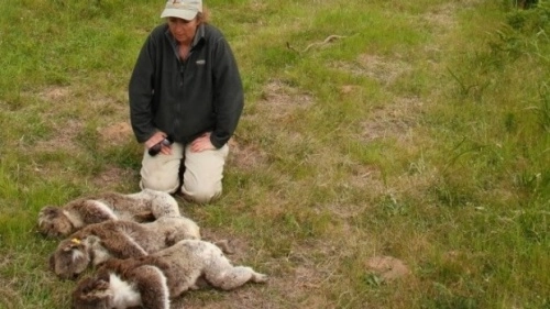 Australia giết gần 700 gấu túi - 1