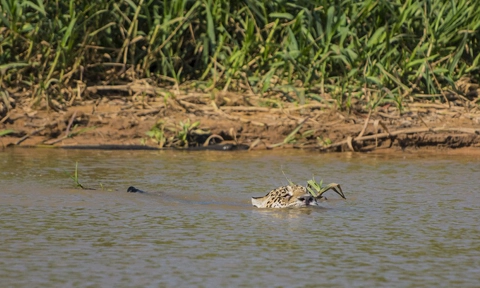 Báo đốm săn cá sấu - 2