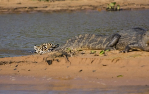 Báo đốm săn cá sấu - 3