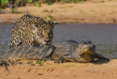 Báo đốm săn cá sấu - 4