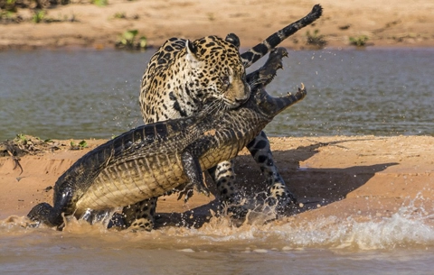 Báo đốm săn cá sấu - 6