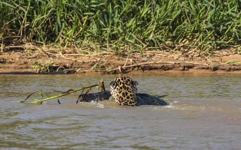 Báo đốm săn cá sấu - 9