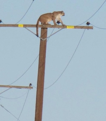 Báo sư tử vắt vẻo trên cột điện cao 10 mét - 2