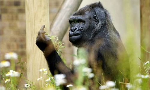 Bị chụp ảnh khỉ đột giơ ngón tay thối vào du khách - 1
