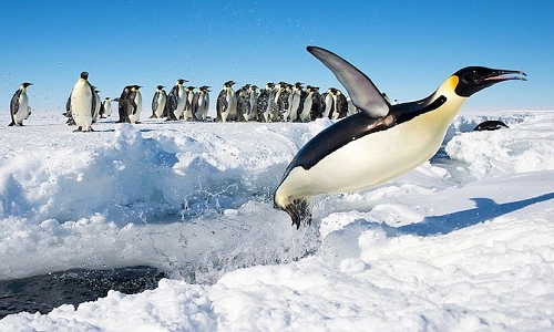 Bí quyết không đóng băng của chim cánh cụt nam cực - 1