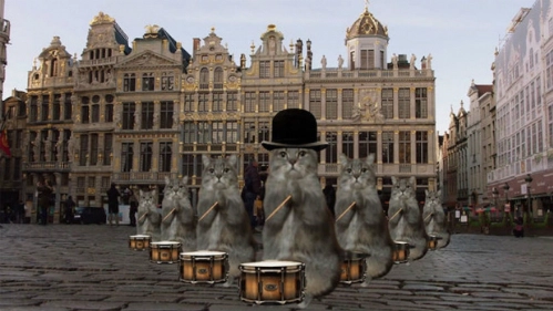 Bỉ tận dụng cơn sốt mèo để hút khách sau khủng bố - 1