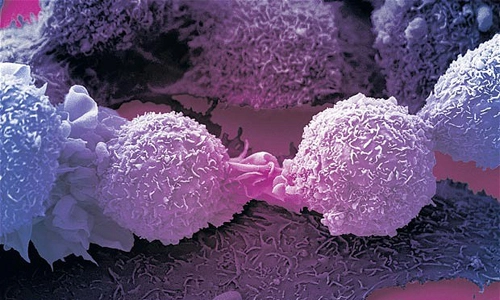 Biến tế bào ung thư thành tế bào thường - 1