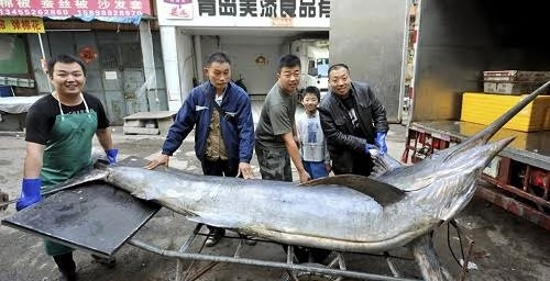 Cá kiếm dài hơn 4 mét lọt lưới ngư dân trung quốc - 2