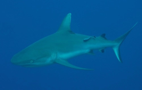 Cá mập cắn chết du khách ở biển đỏ - 1