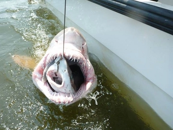 Cá mập ngoác miệng nuốt mồi - 1