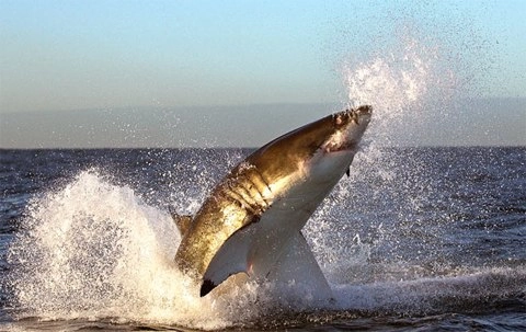 Cá mập trắng nhào lộn trên không - 5