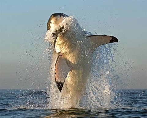 Cá mập trắng nhào lộn trên không - 6