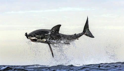 Cá mập trắng tung mình đớp gọn hải cẩu - 2