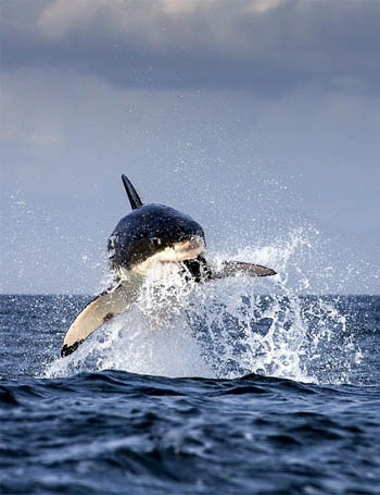Cá mập trắng tung mình đớp gọn hải cẩu - 3