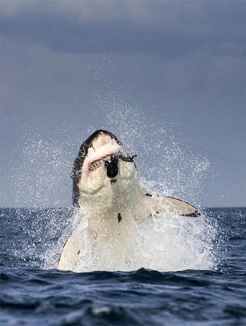 Cá mập trắng tung mình đớp gọn hải cẩu - 4