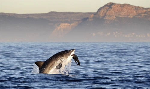 Cá mập trắng tung mình đớp gọn hải cẩu - 6