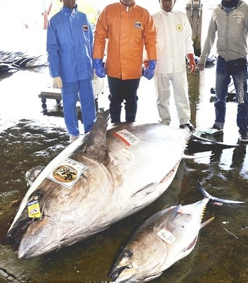 Cá ngừ nặng hơn 4 tạ lọt lưới ngư dân nhật - 2