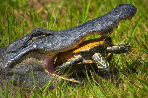 Cá sấu đầu hàng mai rùa - 1