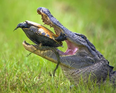 Cá sấu đầu hàng mai rùa - 2