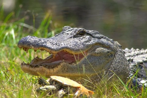 Cá sấu đầu hàng mai rùa - 4