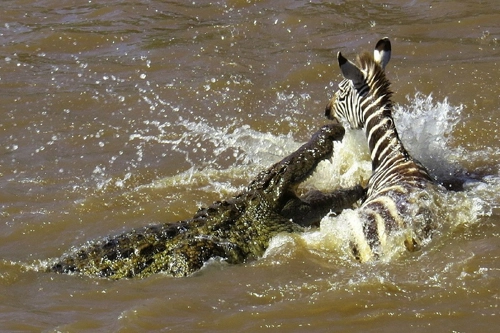 Cá sấu tấn công ngựa vằn - 5