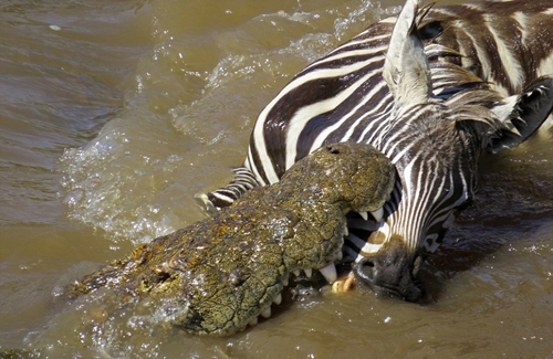 Cá sấu tấn công ngựa vằn - 7