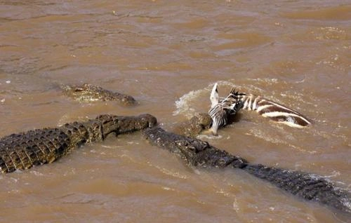 Cá sấu tấn công ngựa vằn - 8