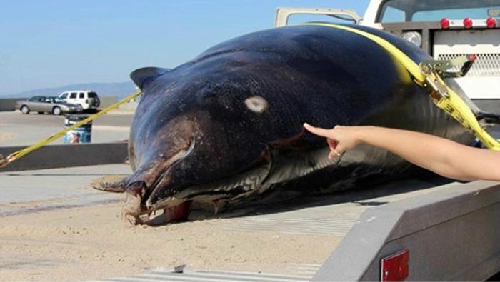 Cá voi hiếm trôi dạt trên bãi biển mỹ - 1