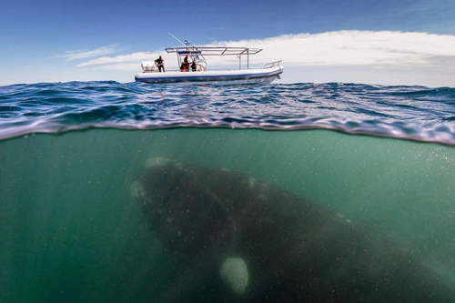 Cá voi khổng lồ áp sát thuyền du lịch - 1