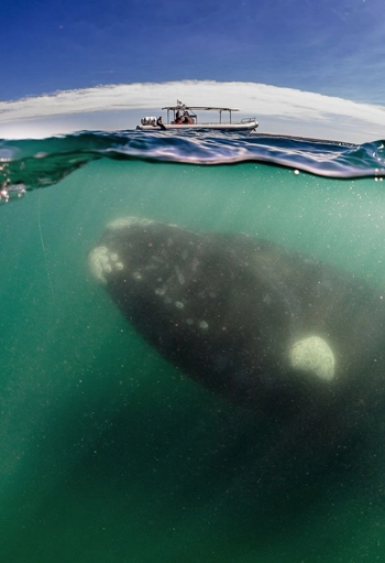 Cá voi khổng lồ áp sát thuyền du lịch - 3