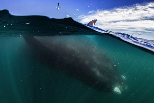 Cá voi khổng lồ áp sát thuyền du lịch - 4