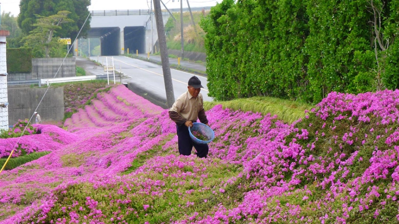 Cảm động người chồng bỏ 2 năm trời trồng hàng nghìn bông hoa cho người vợ mù ngửi hương thơm - 7