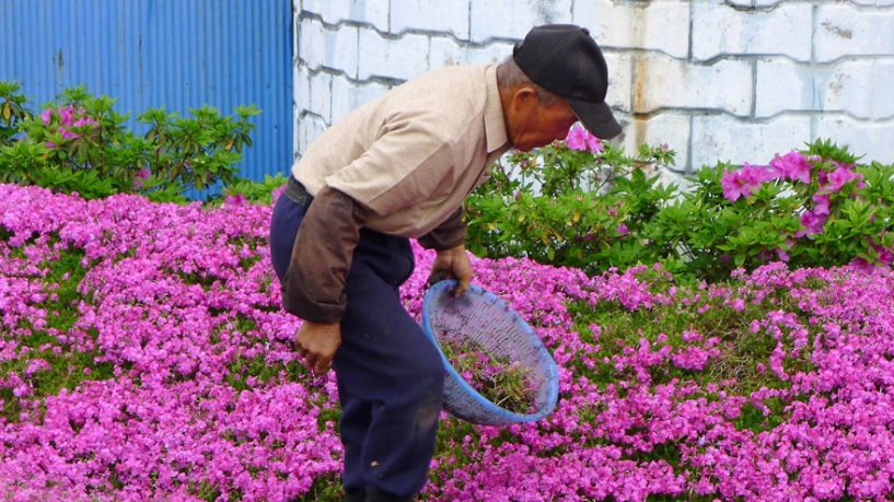 Cảm động người chồng bỏ 2 năm trời trồng hàng nghìn bông hoa cho người vợ mù ngửi hương thơm - 8