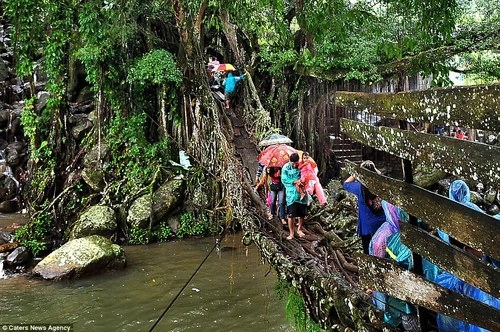 Cây cầu sống ở sông thiêng indonesia - 2