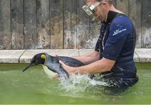 Chim cánh cụt sợ nước tập bơi - 1